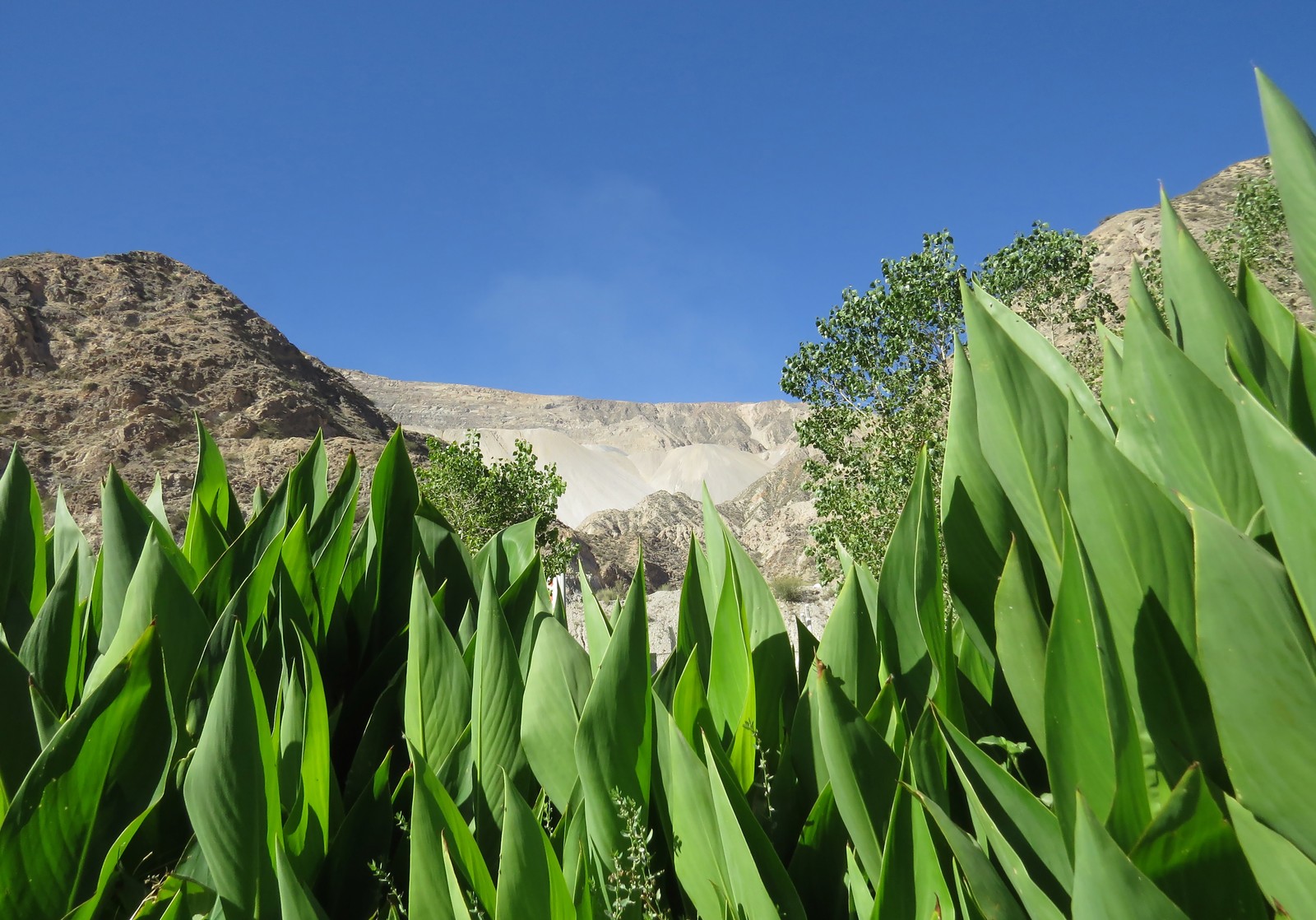 Vegetación y entorno natural en el área de Gualcamayo